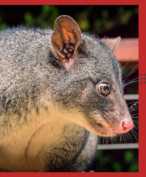 Possum Removal Moonee Ponds